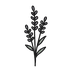 Lavender Oil ingredient icon - purifying calming and repairing skin